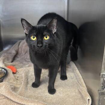 Harriet -  Domestic Short Hair Cat for Adoption in Washington, Utah - Harriet | PetCurious