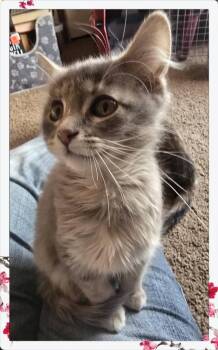 Florence -  Calico Cat for Adoption in Miami, Oklahoma - Florence | PetCurious
