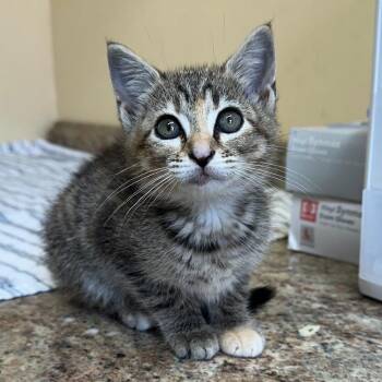 Ziggy -  Domestic Short Hair Cat for Adoption in Corinth, Mississippi - Ziggy | PetCurious