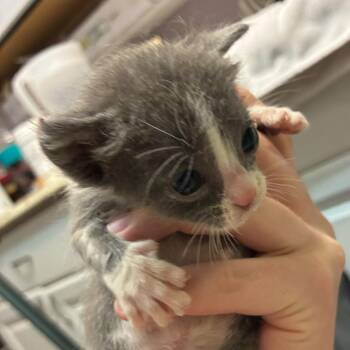 Van Gogh -  Domestic Short Hair Cat for Adoption in Las Vegas, Nevada - Van Gogh | PetCurious