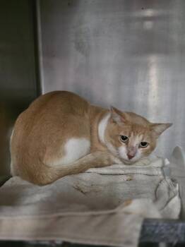 Stelios -  Domestic Short Hair Cat for Adoption in Rockport, Texas - Stelios | PetCurious