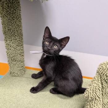 Waylon -  Domestic Short Hair Cat for Adoption in Cape Girardeau, Missouri - Waylon | PetCurious