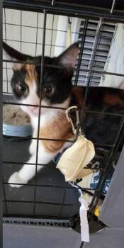 Domestic Short Hair Cats Available for Adoption - Princess | PetCurious