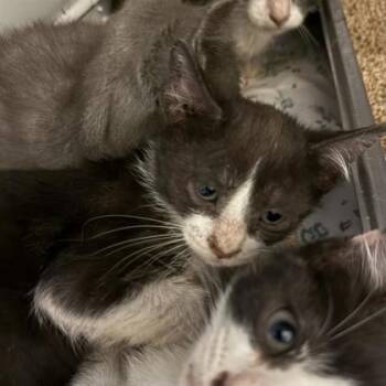 Rescue Domestic Short Hair Cats for Adoption in Dallas, Texas - Marston | PetCurious