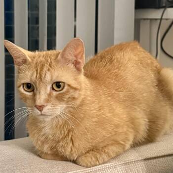 Holly -  Domestic Short Hair Cat for Adoption in Richmond, Virginia - Holly | PetCurious