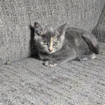 Posy -  Dilute Tortoiseshell and Domestic Short Hair Cat for Adoption in Mastic, New York - Posy | PetCurious