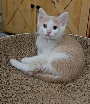 Lewis -  Domestic Short Hair Cat for Adoption - Lewis | PetCurious