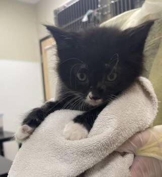 Domestic Short Hair Cats Available for Adoption in Vancouver, Washington - Hightail Jones | PetCurious