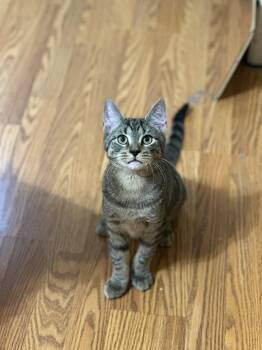 Ernie -  Domestic Short Hair Cat for Adoption in Newtown Square, Pennsylvania - Ernie | PetCurious