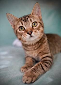 Rescue Domestic Short Hair Cats for Adoption in Ridgeside, Tennessee - Purrlita | PetCurious