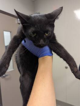 Rescue Domestic Short Hair Cats for Adoption in Ontario, California - CULLEN- IN FOSTER | PetCurious