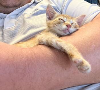 Alex -  Domestic Short Hair Cat for Adoption in San Antonio, Texas - Alex | PetCurious