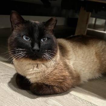 Siamese Cats Available for Adoption - Georgy | PetCurious