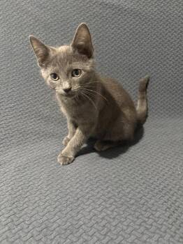 Rocket -  Domestic Short Hair Cat for Adoption in Chicago, Illinois - Rocket | PetCurious