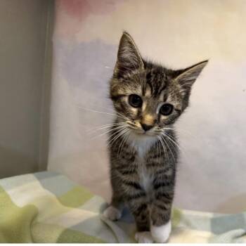 Beckendorf -  Domestic Short Hair Cat for Adoption in Fredericksburg, Virginia - Beckendorf | PetCurious