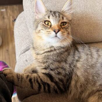 Frito -  Domestic Long Hair Cat for Adoption in Gladstone, Oregon - Frito | PetCurious