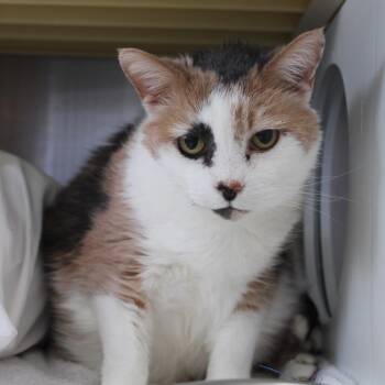 Domestic Short Hair Cats Available for Adoption in Roanoke, Virginia - Chloe | PetCurious