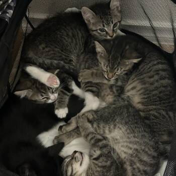 General -  Domestic Short Hair Cat for Adoption in Boerne, Texas - General | PetCurious
