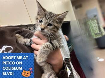 TEDDY -  Domestic Short Hair Cat for Adoption in Fort Wayne, Indiana - TEDDY | PetCurious