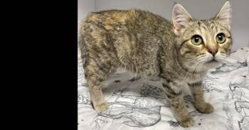 Domestic Short Hair Cats Available for Adoption in Bolivar, Missouri - Sugar Plum | PetCurious