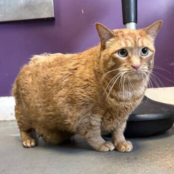 William T. Riker -  Domestic Short Hair Cat for Adoption in Salt Lake City, Utah - William T. Riker | PetCurious
