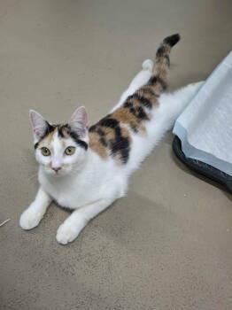 Rescue Domestic Short Hair Cats for Adoption in Rochester, New Hampshire - Penny | PetCurious