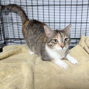 Domestic Medium Hair Cats Available for Adoption in Jefferson City, Tennessee - Sprite | PetCurious