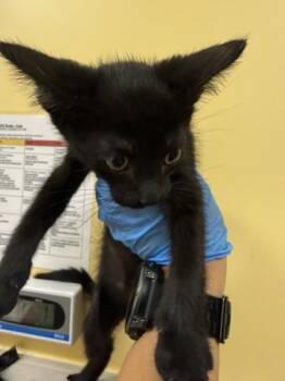 Pele -  Domestic Short Hair Cat for Adoption in Honolulu, Hawaii - Pele | PetCurious