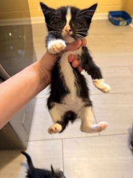 Grizabella -  Domestic Short Hair Cat for Adoption in North Brunswick Township, New Jersey - Grizabella | PetCurious