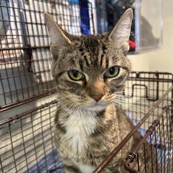 IVHS-Stray-142269 -  Domestic Short Hair Cat for Adoption in San Gabriel, California - IVHS-Stray-142269 | PetCurious