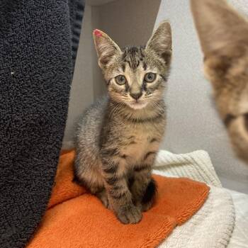 Herbie -  Domestic Short Hair Cat for Adoption in Pittsburgh, Pennsylvania - Herbie | PetCurious