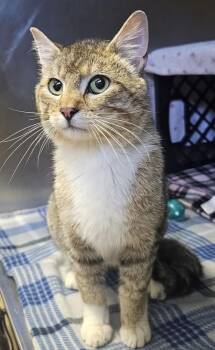Louis -  Domestic Short Hair Cat for Adoption in Fremont, Nebraska - Louis | PetCurious