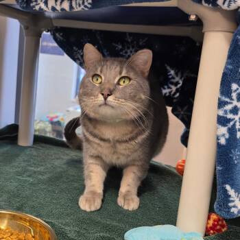 Domestic Short Hair Cats Available for Adoption - Tom | PetCurious