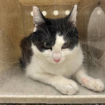 Domestic Short Hair Cats Available for Adoption - Lucy | PetCurious