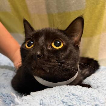 Domestic Short Hair Cats Available for Adoption in West Point, Mississippi - Midnight | PetCurious