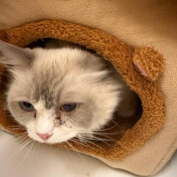 Snowy - City of Industry Location -  Ragdoll Cat for Adoption in Chino Hills, California - Snowy - City Of Industry Location | PetCurious