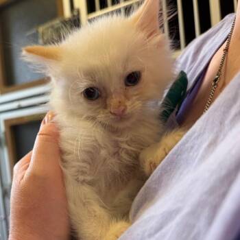 Charlie -  Domestic Long Hair Cat for Adoption in Middlebury, Vermont - Charlie | PetCurious
