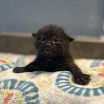 Domestic Short Hair Cats Available for Adoption in Kanab, Utah - Trophy | PetCurious