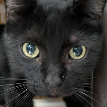 Pip -  Domestic Short Hair Cat for Adoption in Las Vegas, Nevada - Pip | PetCurious