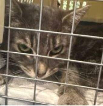 Domestic Short Hair Cats Available for Adoption in Georgina, Ontario - Basil | PetCurious
