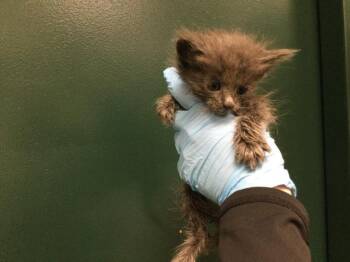 Domestic Short Hair Cats Available for Adoption - A1878600 | PetCurious