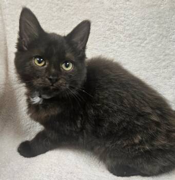 Rescue Domestic Long Hair Cats for Adoption in Fremont, Ohio - Lilly | PetCurious