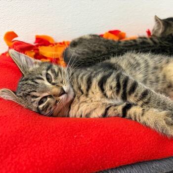 Nebula -  Domestic Short Hair Cat for Adoption in Riverwoods, Illinois - Nebula | PetCurious