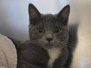 Antonia -  Domestic Short Hair Cat for Adoption in Portland, Oregon - Antonia | PetCurious