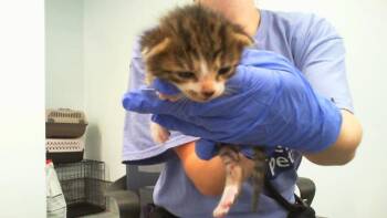 CHAKOTAY -  Domestic Short Hair Cat for Adoption in Charlotte, North Carolina - CHAKOTAY | PetCurious