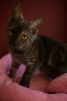 Rescue Domestic Short Hair Cats for Adoption in Hardeeville, South Carolina - Winks | PetCurious