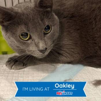 Noel -  Domestic Short Hair Cat for Adoption in Cincinnati, Ohio - Noel | PetCurious