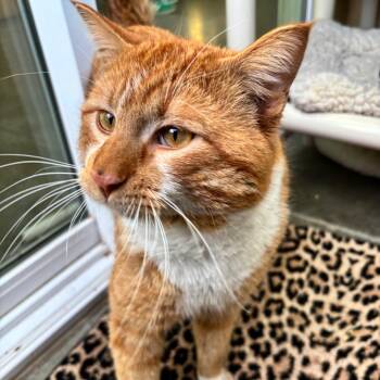 Domestic Short Hair Cats Available for Adoption - Chunk | PetCurious