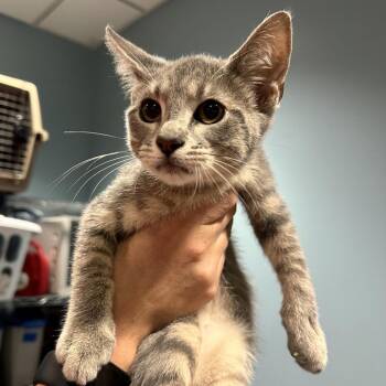 Zag -  Domestic Short Hair Cat for Adoption in Chattanooga, Tennessee - Zag | PetCurious