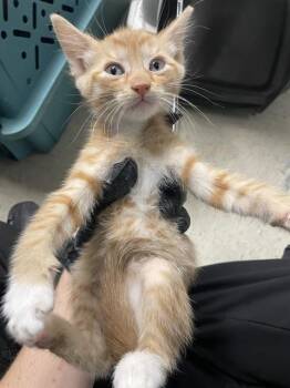 A378632 -  Domestic Short Hair Cat for Adoption in Stockton, California - A378632 | PetCurious